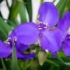 Purple spiderwort blooms with foliage in the background