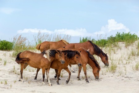 Assateague Wild Ponies on a beach