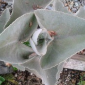 grey leaves on plant
