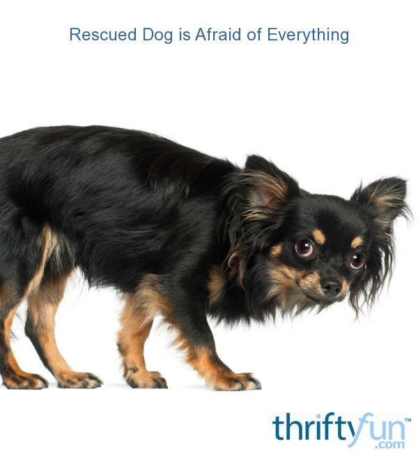 Rescued Dog is Afraid of Everything? ThriftyFun