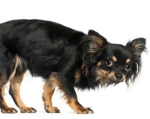 Scared Chihuahua against a white background