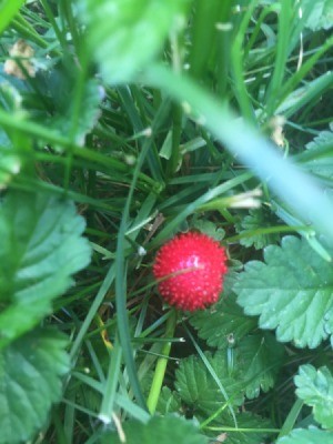 closeup of prickly red berry