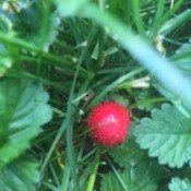 closeup of prickly red berry