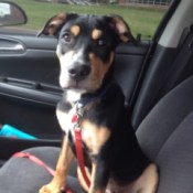 black and tan dog in car