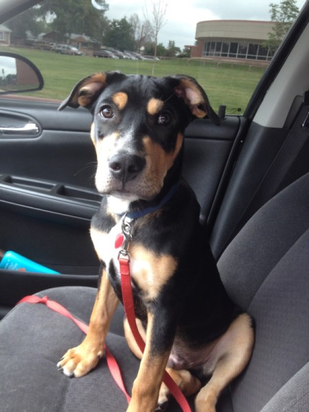 black and tan dog in car