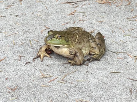 Froggy on the Driveway