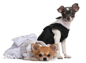 Two chihuahuas dressed in clothing
