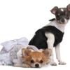 Two chihuahuas dressed in clothing