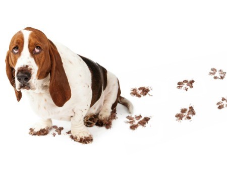 Guilty Basset Hound with muddy feet and a trail of muddy paw prints