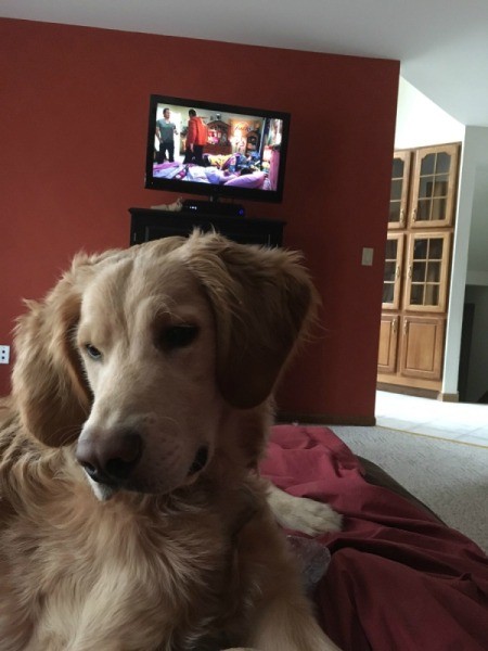 yellow dog