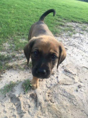 brown puppy with black muzzle