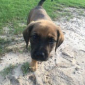 brown puppy with black muzzle