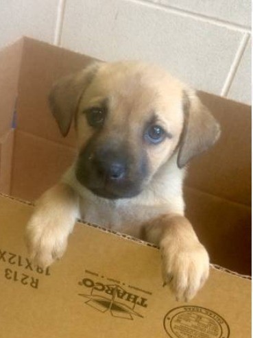 tan dog with black muzzle