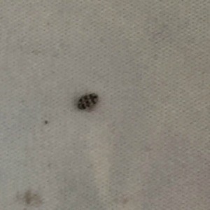 light tan bugs with black spots and lines