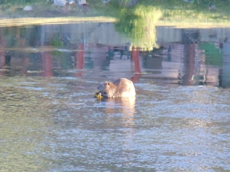 Beaver eating breakfast on the river