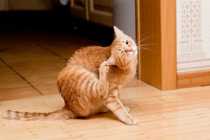 Orange tabby scratching at fleas inside of house