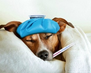 Dog laying under covers with cold pack on his head and thermometer in his mouth.