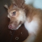 closeup of light brown puppy