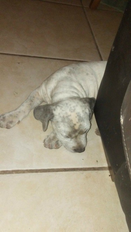 white puppy with dark spots