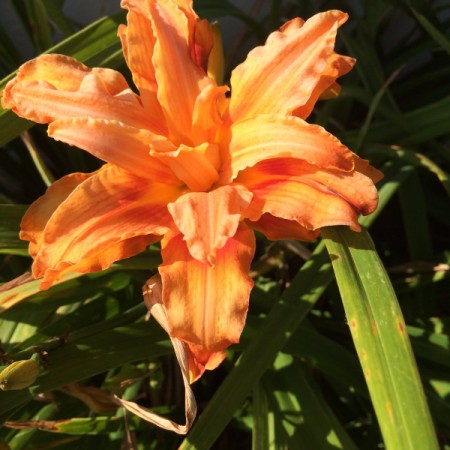 beautiful orange daylily