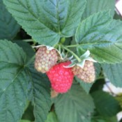 ripe raspberry