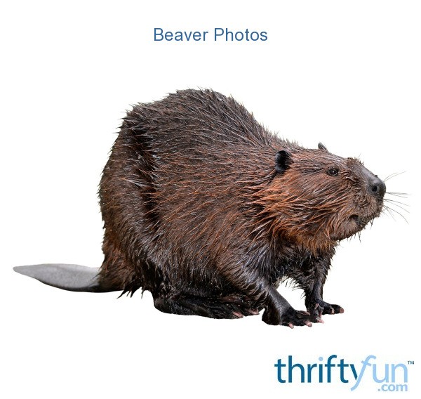 Beaver Photos ThriftyFun