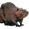 North American Beaver against a white background