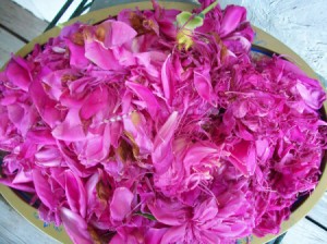 Peony petals