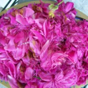 Peony petals