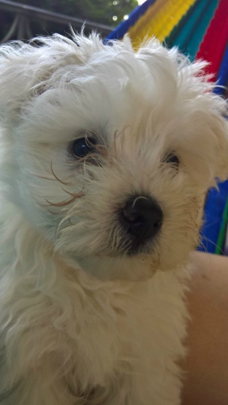 fuzzy white puppy