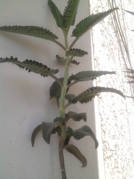 Identifying a Houseplant