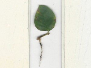 rose leaf