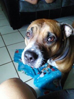 Sasha (Pit Bull Mix) | ThriftyFun
