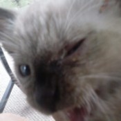 kitten with closed eye