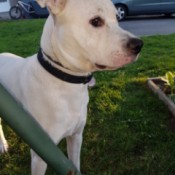 What Breed Is My Dog?