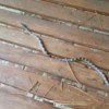 slender tan and brown snake on deck