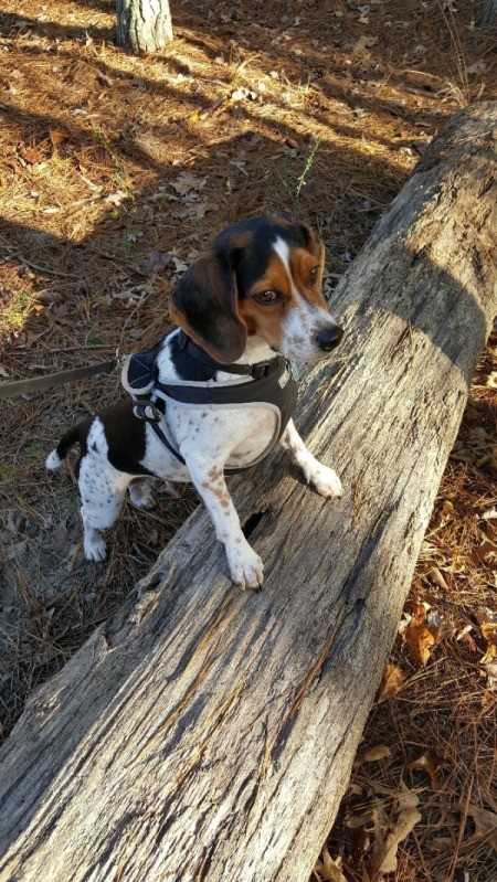 Beagle with front feet on a log