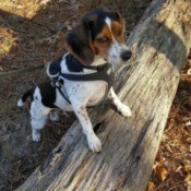 Beagle with front feet on a log
