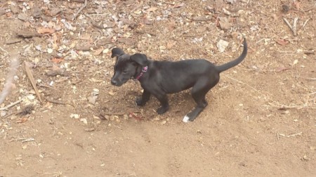 What Breed Is My Dog?