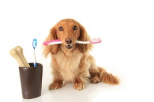 Long Haired Dachshund holding a toothbrush in his mouth