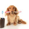 Long Haired Dachshund holding a toothbrush in his mouth