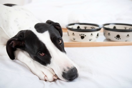 Sad looking Great Dane rests heads on paws with food dishes in the background