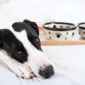 Sad looking Great Dane rests heads on paws with food dishes in the background