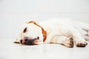 Sick yellow lab isolated on white
