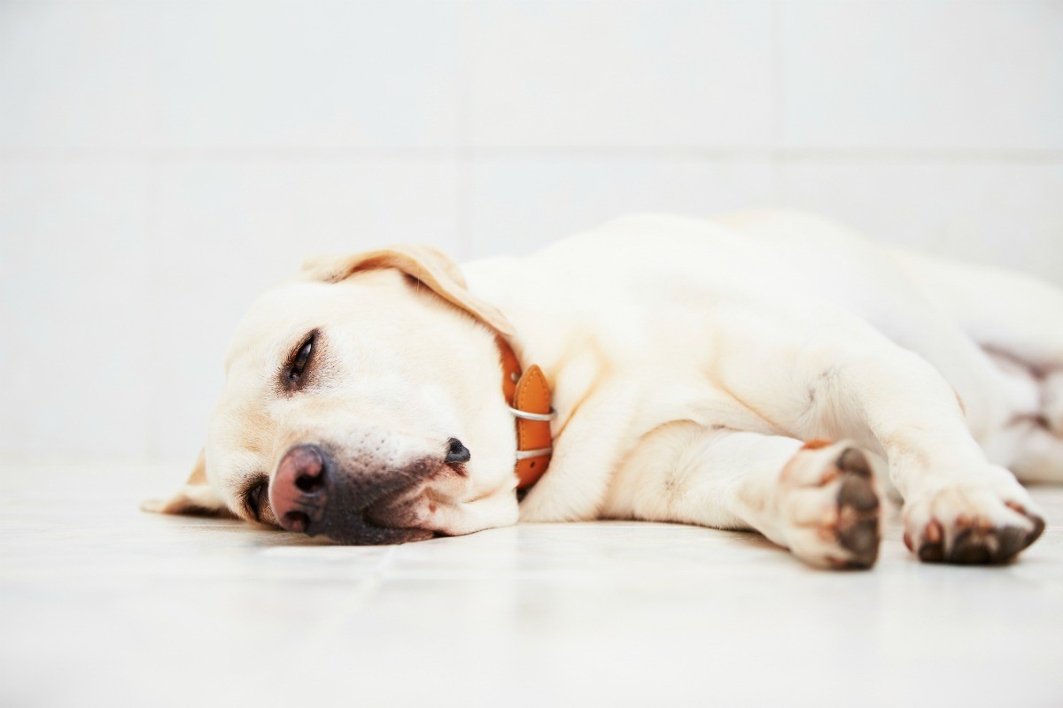 how to keep a puppy hydrated with parvo