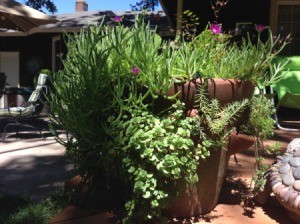 Plant succulents in strawberry pots