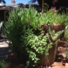 Plant succulents in strawberry pots
