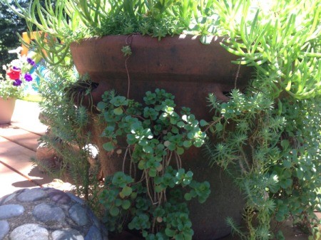 Plant succulents in strawberry pots