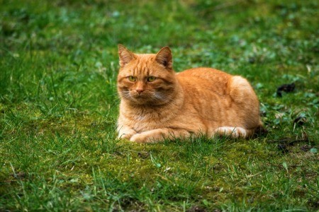 Red tabby laying on lawn that has a lot of moss