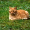 Red tabby laying on lawn that has a lot of moss
